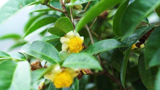 山茶花蜜蜂采蜜茶油高山茶籽果树种植多大颗