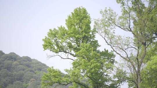 树林逆光树叶