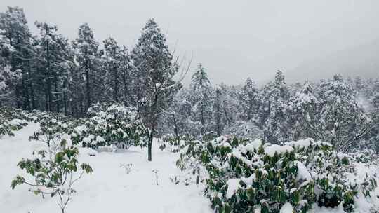 摇镜：雪覆高山森林冬日景象