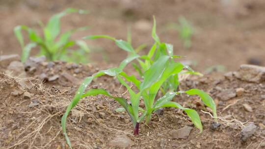 玉米生长过程全记录