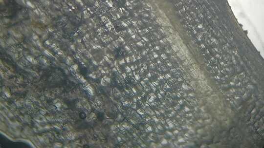发芽土豆显微镜画面2 Germinated Potato
