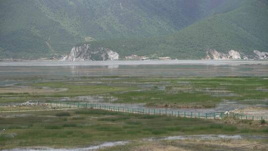 香格里拉拉萨川西草原牧场农场放牧