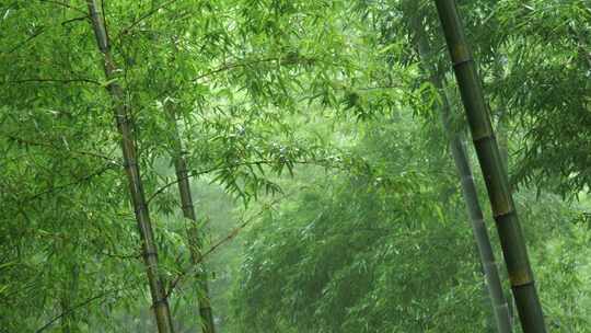 下雨天竹林景观特写，竹节挺拔竹叶繁茂