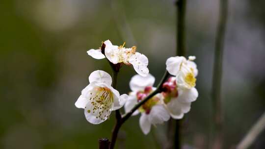 春天雨雪中的梅花花朵特写