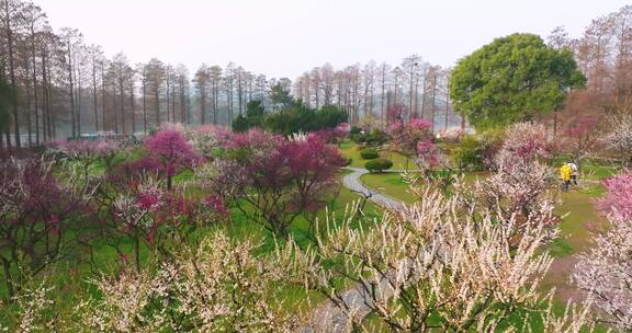 武汉东湖梅园春季梅花盛开