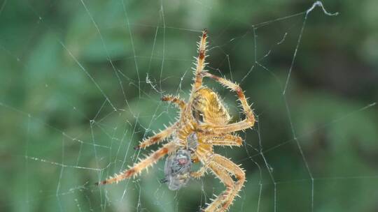 蜘蛛网里的蜘蛛吃苍蝇