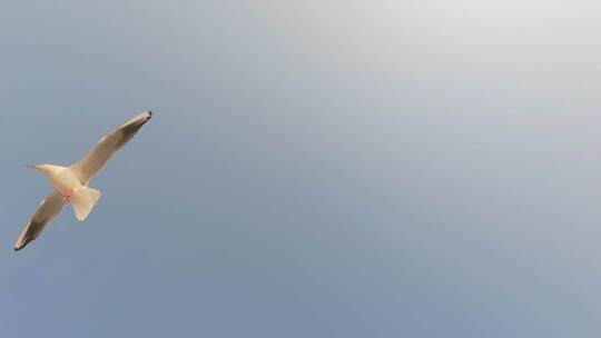 青岛栈桥的海鸥慢动作视频