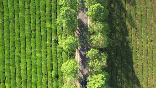 茶园 农业 茶山 茶树 绿色 绿茶