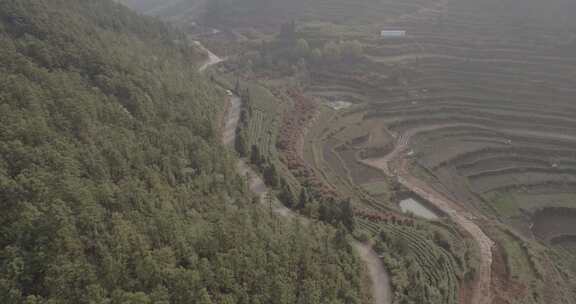 茶山 茶园 采茶