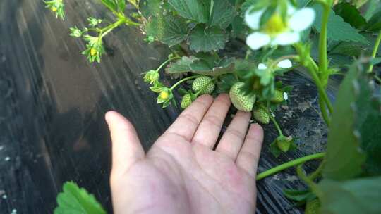 草莓 成长中的草莓 未结果草莓 大棚草莓