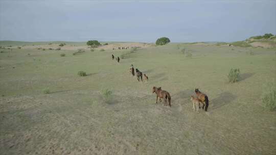 内蒙古锡林郭勒大草原上奔跑的马群