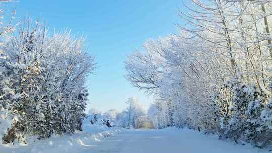 白雪覆盖的树木森林冬季景观
