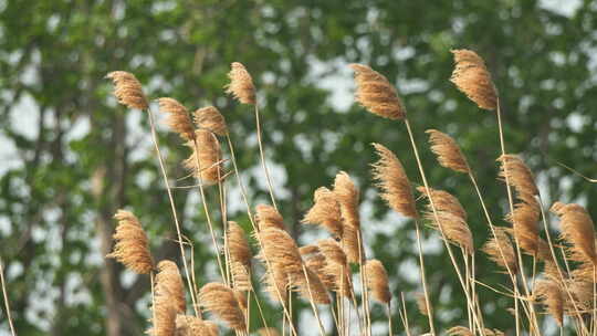 秋天河边枯黄芦苇随风摇摆