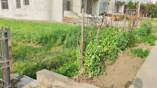 疫情城市农村街道菜园春天绿色植物