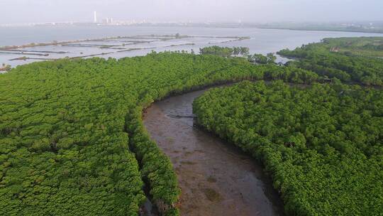 海南海边红树林航拍视频