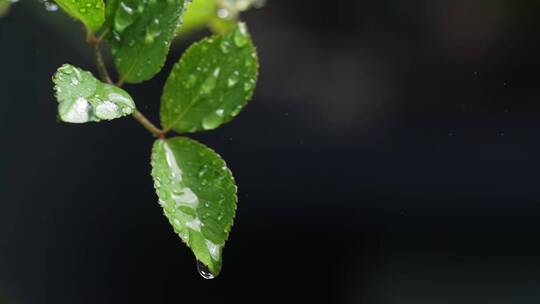 斜风细雨中腊梅树嫩叶上水珠水滴唯美视频