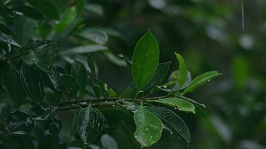 雨天植物叶子水滴滴落