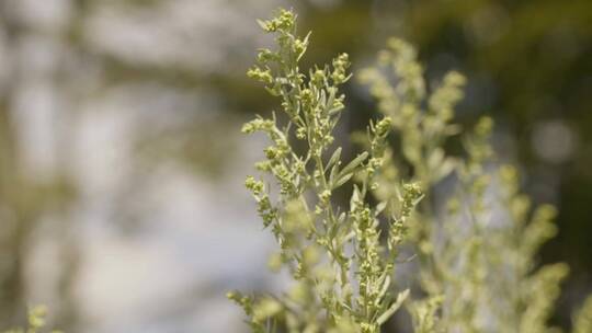 野生药草特写