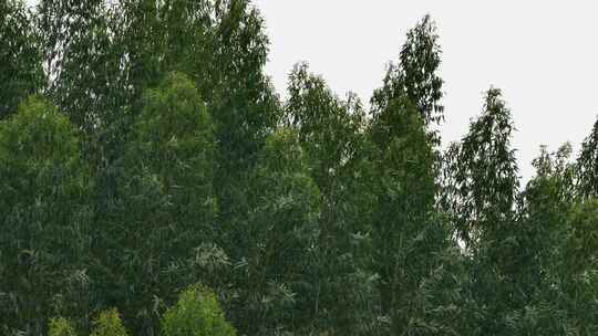 茂密树林绿色树冠景象