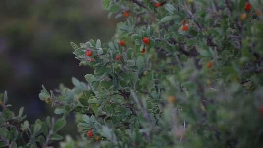 宁夏罗山花果 (20)视频素材模板下载