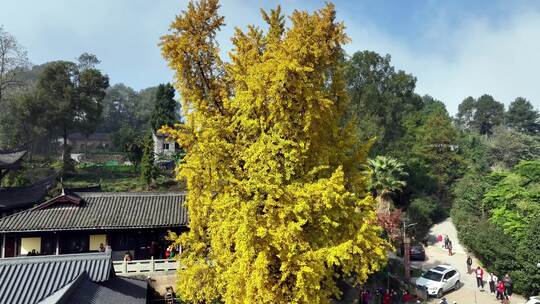 重庆天心寺银杏航拍