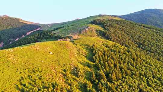 夏季高山草甸绿色森林牧场夕阳航拍