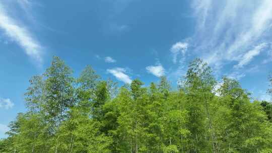 竹林航拍竹海绿色森林鸟瞰树林蓝天白云风景