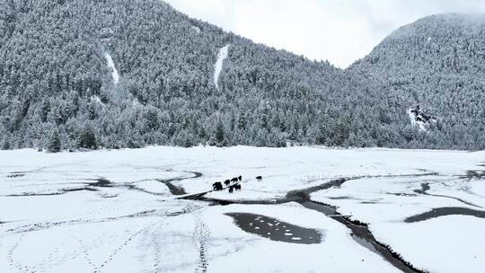 西藏林芝巴松措，雪地森林和牦牛的航拍风光