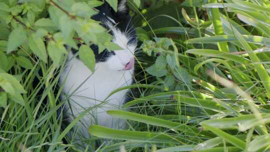 猫，猫，毛茸茸的，草