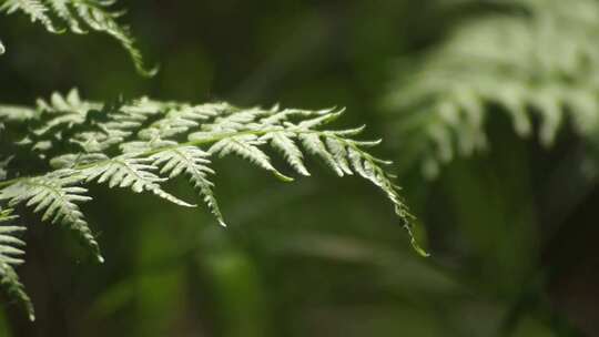 蕨 森林 夏天