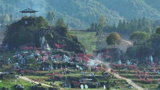 桃花树桃花林桃花山