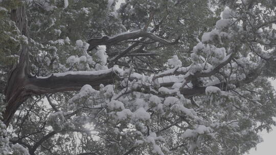 北京雪景 北京下雪