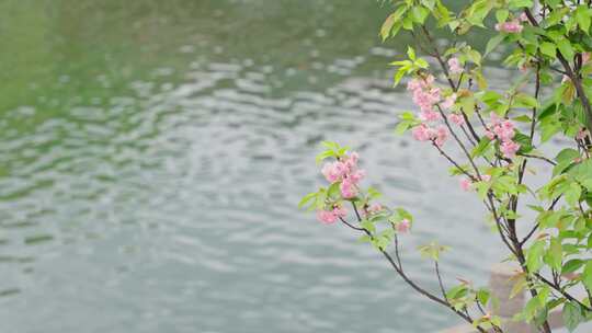 水边樱花小清新