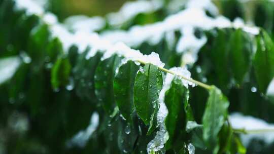 冬天唯美雪景绿叶红花上的雪