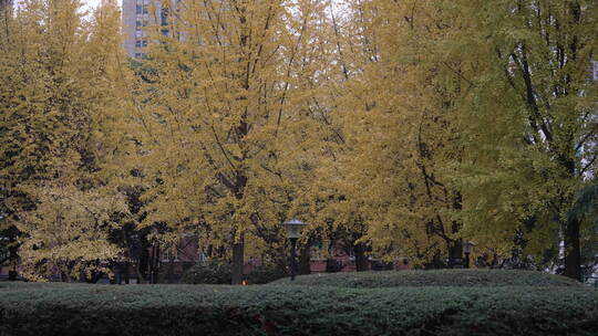 上海公园秋色