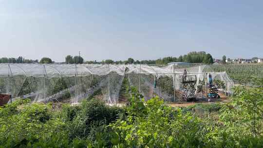 蔬菜大棚种植基地农民忙碌