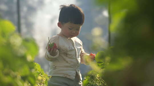 小孩在草莓地 幼儿在草莓地玩耍