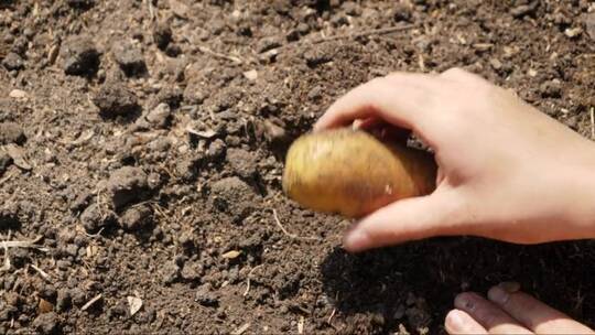 年轻女子在收获季节从地上挖土豆的特写镜头