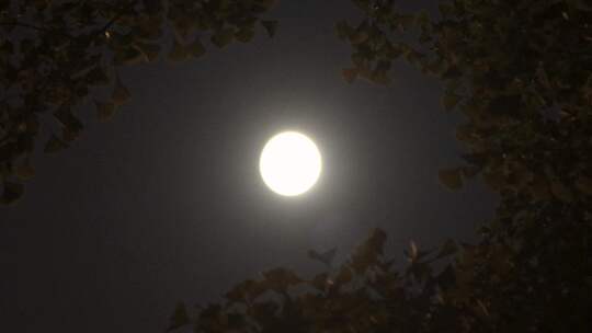 十五的夜晚圆月挂在树梢视频素材模板下载