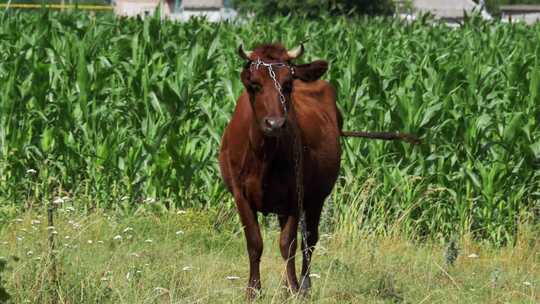 牛在村庄附近的草地上吃草