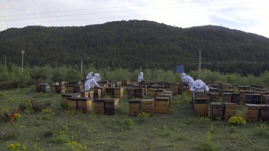 航拍高海拔无污染纯净蜂场