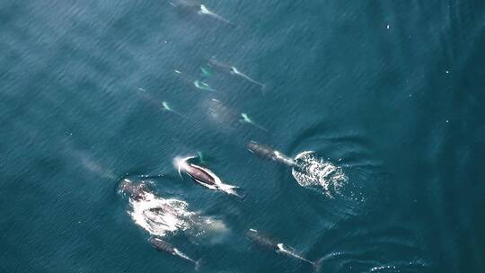 海洋中一群虎鲸