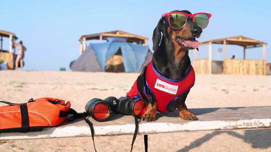 穿着救生员服装戴着眼镜的狗坐在海滩上