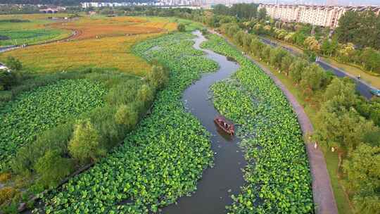 杭州湘湖十里荷塘江南夏天荷花风景航拍