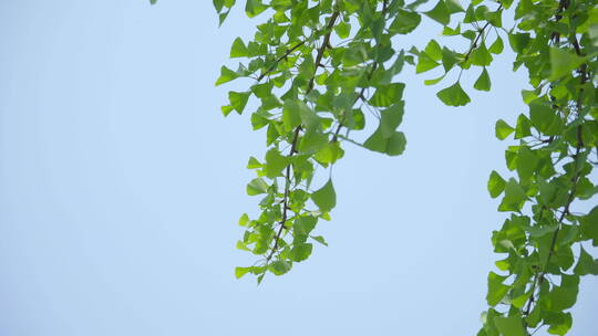 220516银杏树林B01671662