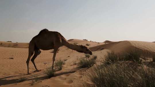 沙漠骆驼寻找水源觅食