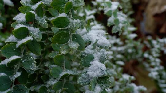 绿色植物下雪空镜