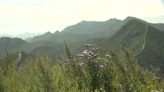 田野 山间 野花 微风