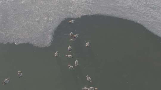 青海青海湖湖面飞鸟航拍视频