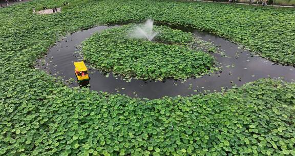 荷花池航拍游船赏荷花